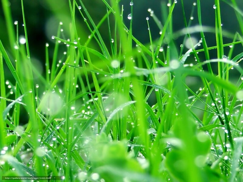 Dew drops on green grass
