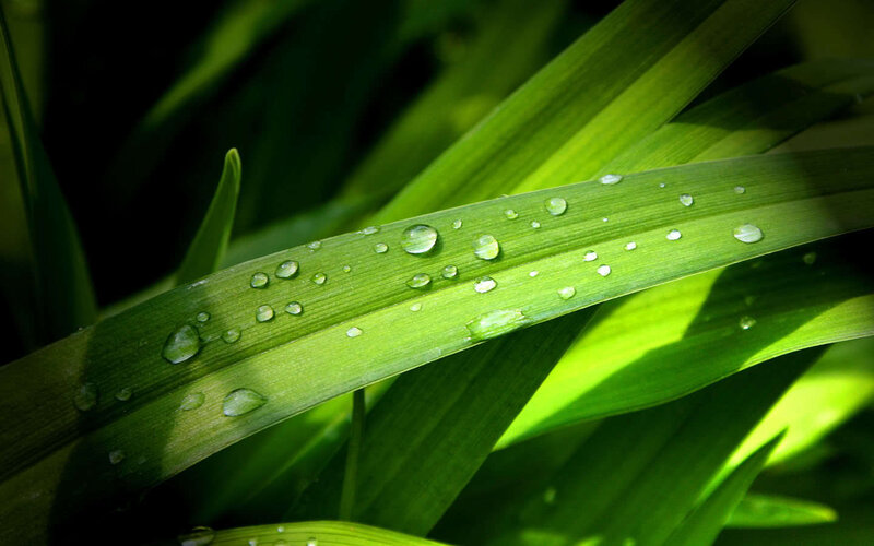 Dew drops on green leaf