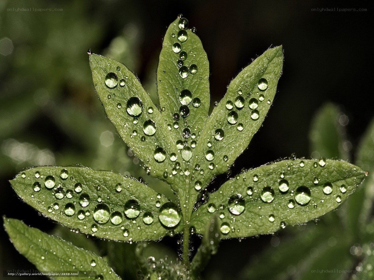 Dew drops on green leaf