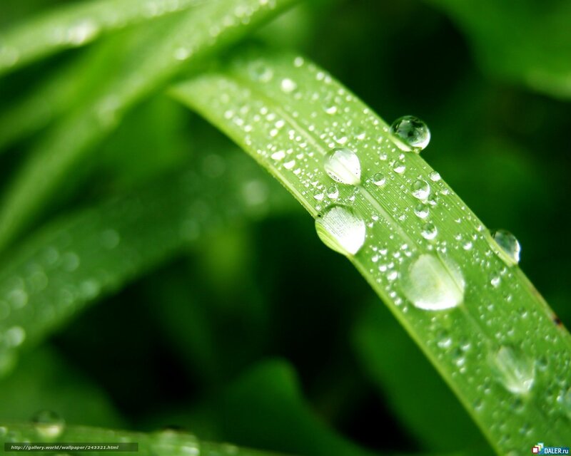 Dew drops on green leaf
