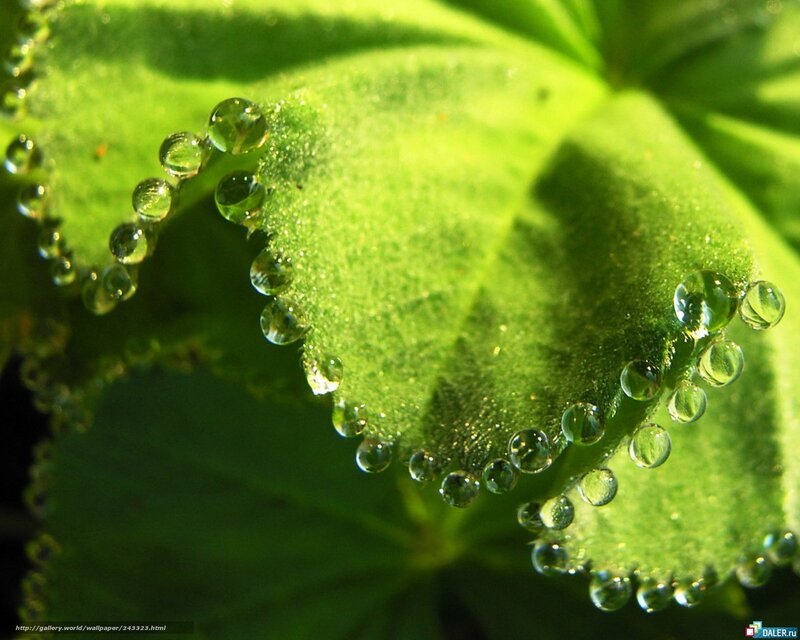Dew drops on green leaf