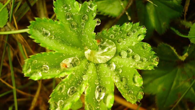 Dew drops on green leaf