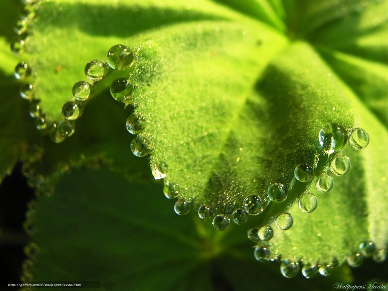 Dew drops on green leaf