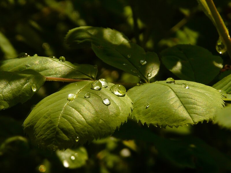 Dew drops on green leaves