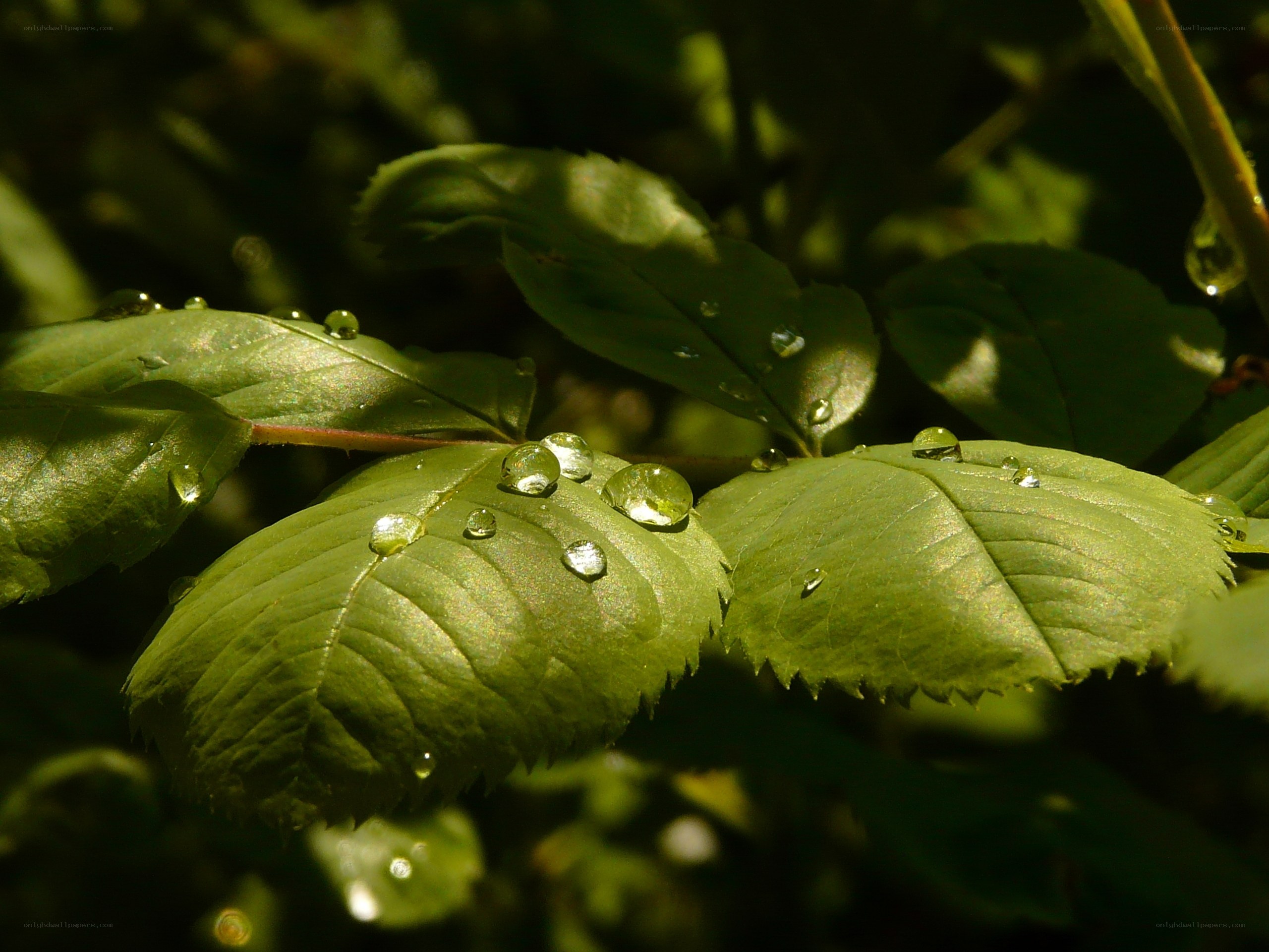Dew drops on green leaves
