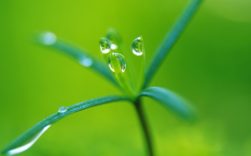 Dew drops on green leaves