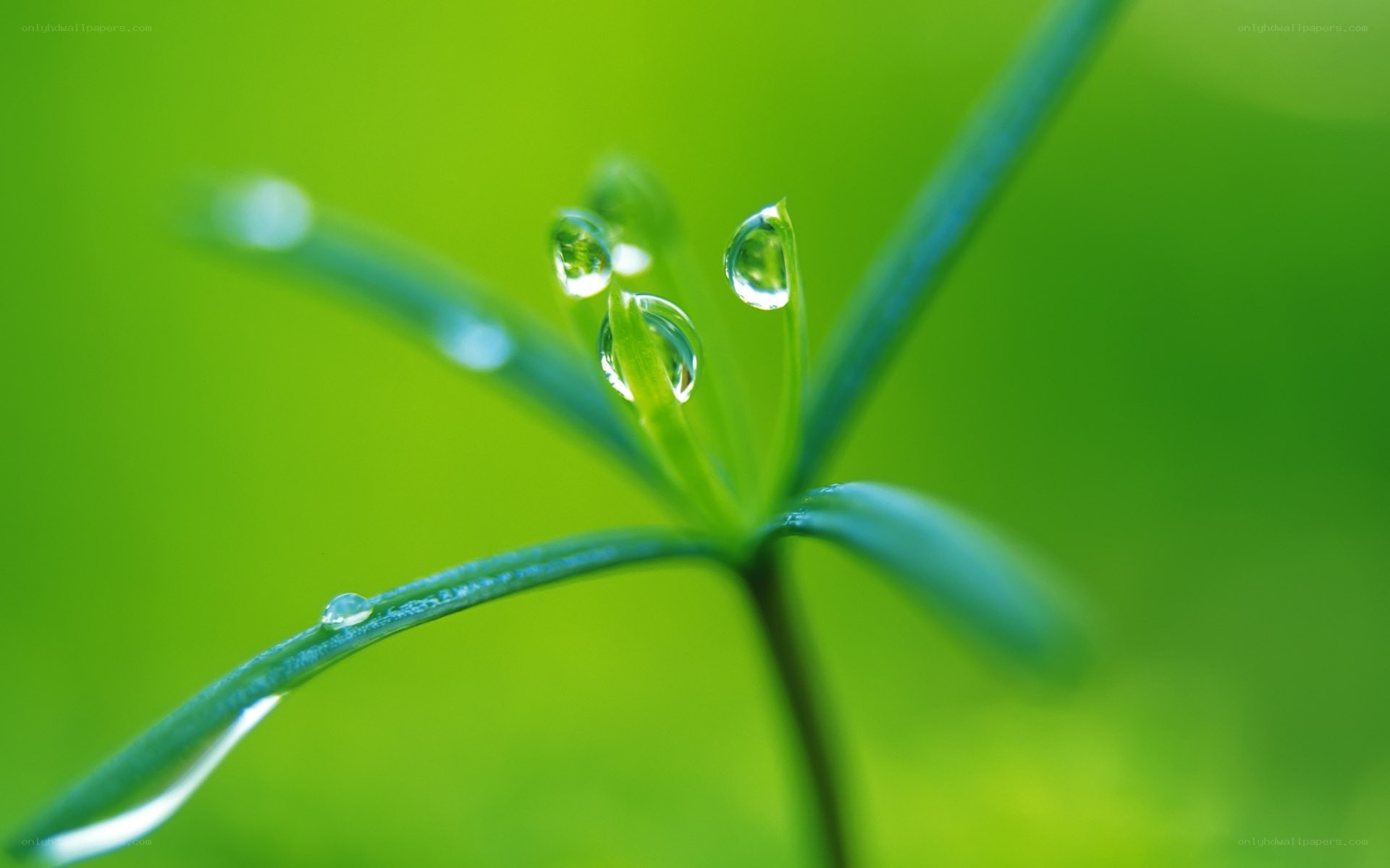 Dew drops on green leaves