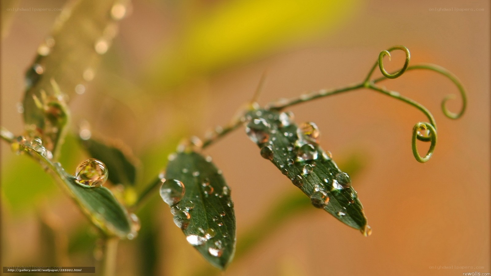 Dew drops on green leaves