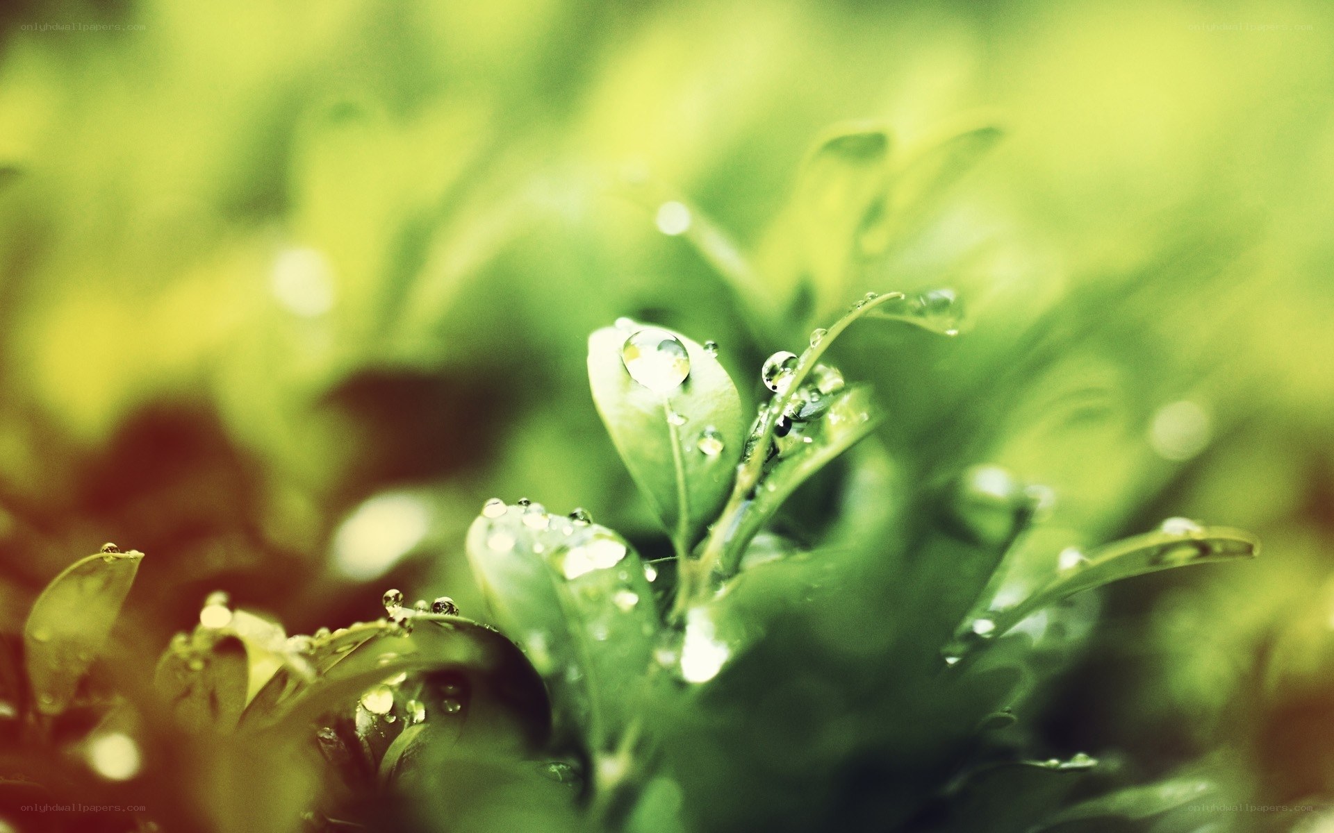 Dew drops on green leaves