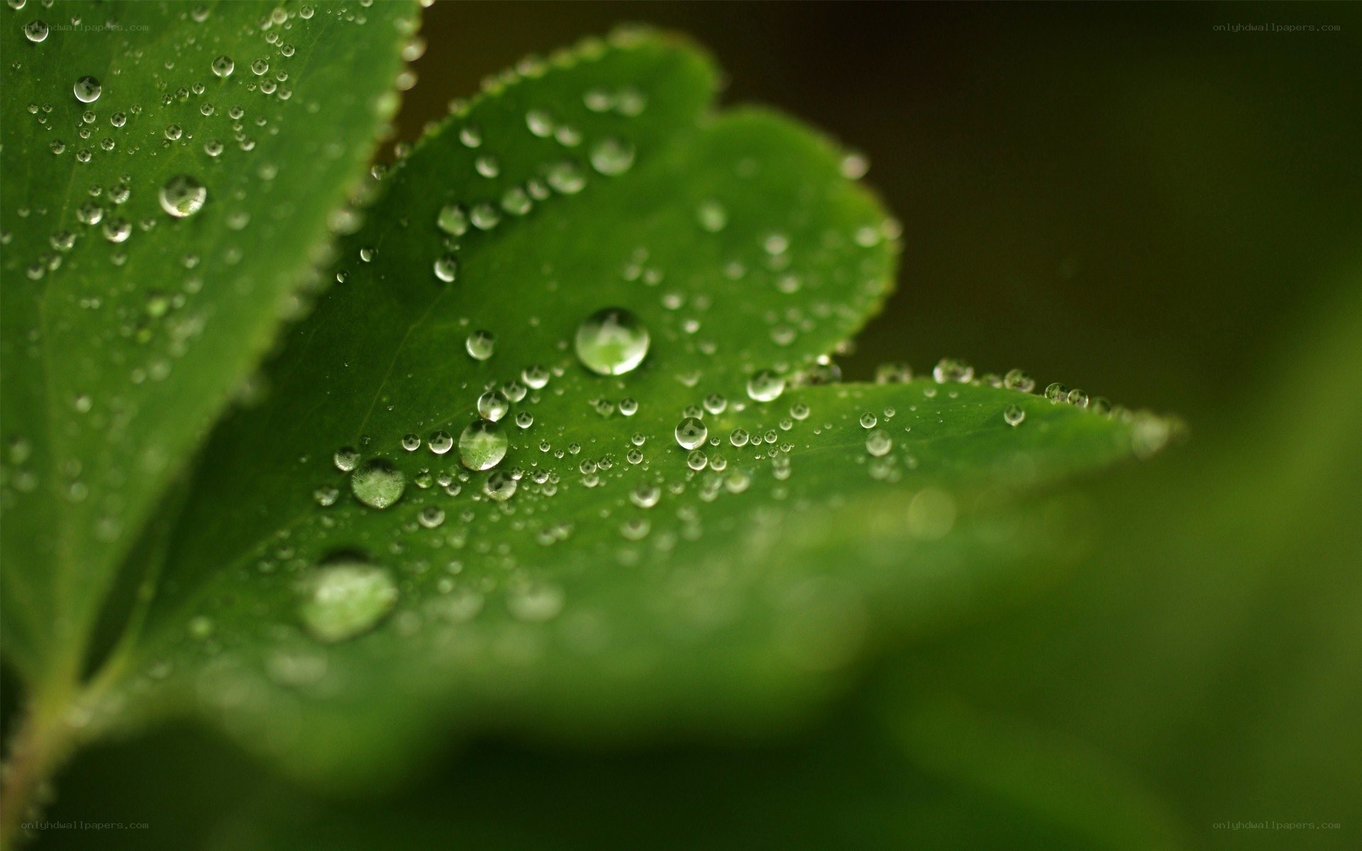 Dew drops on green leaves