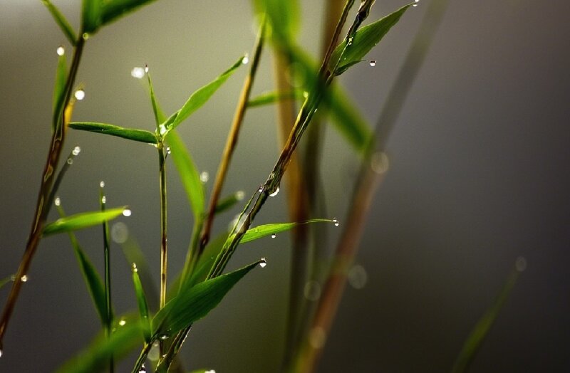 Dew drops on green leaves