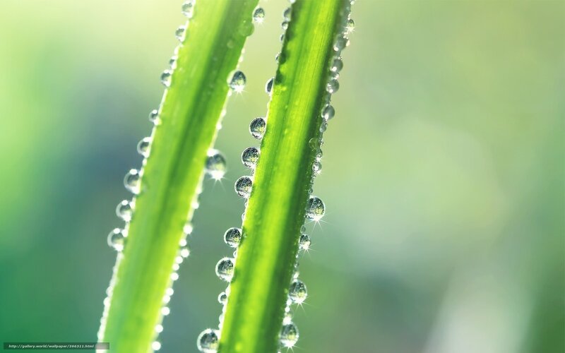Dew drops on green leaves