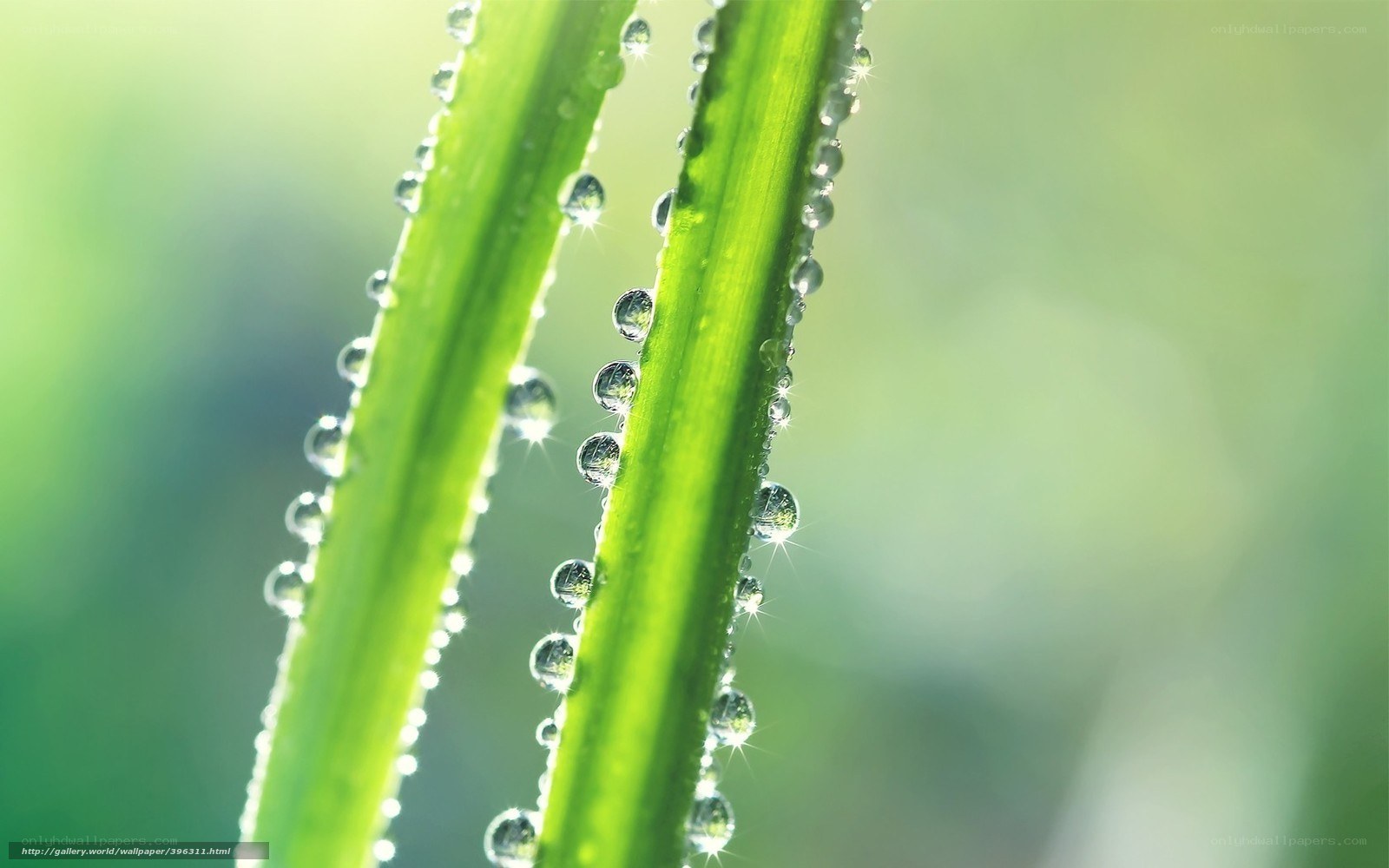 Dew drops on green leaves
