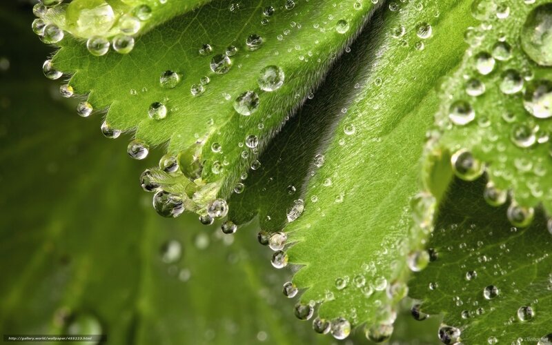 Dew drops on green leaves