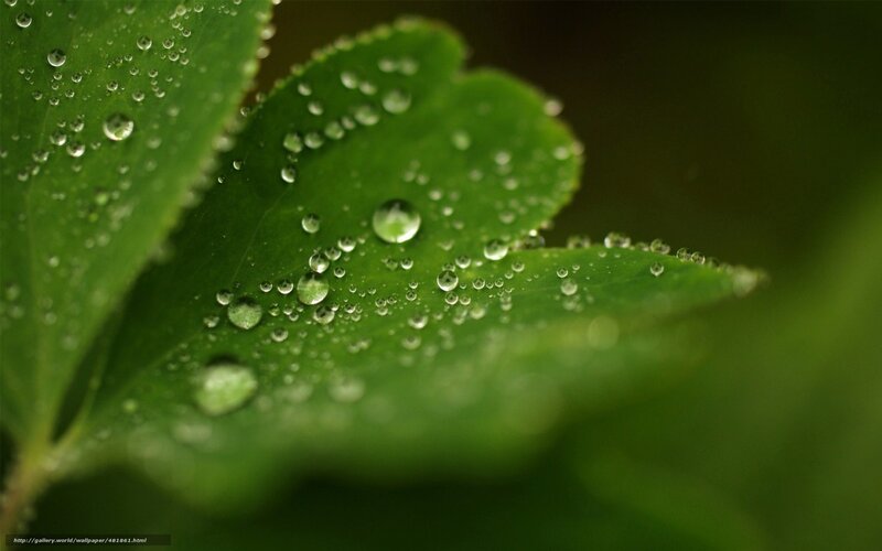 Dew drops on green leaves