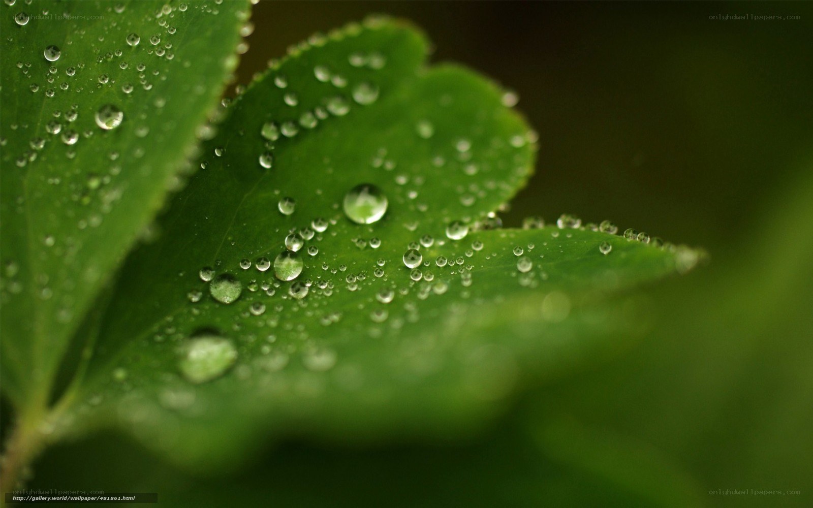 Dew drops on green leaves