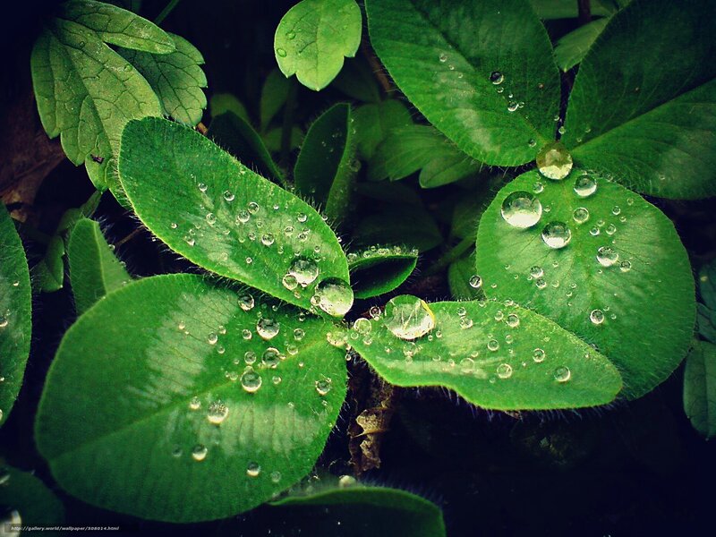 Dew drops on green leaves
