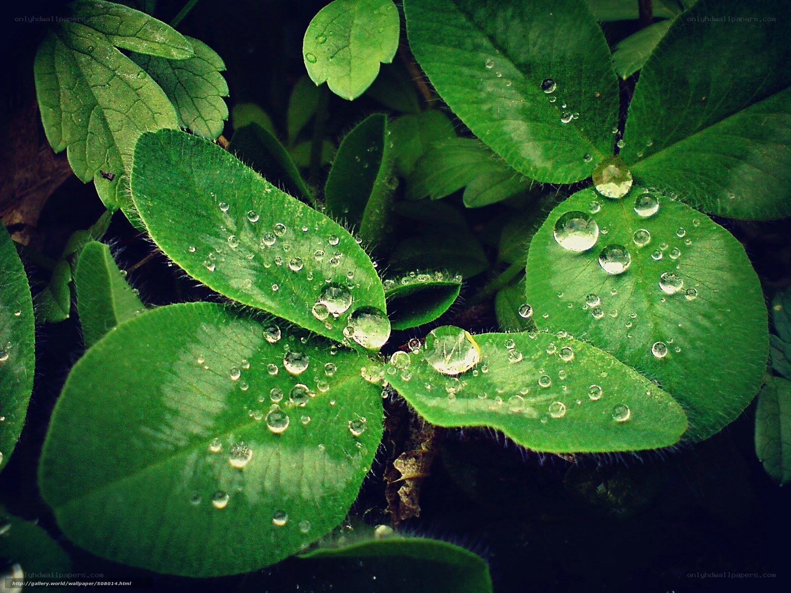 Dew drops on green leaves