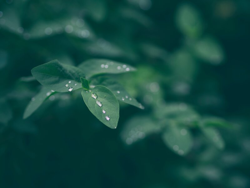 Dew drops on green leaves