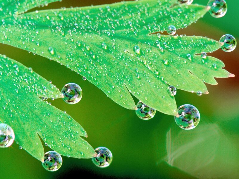 Dew drops on green leaves
