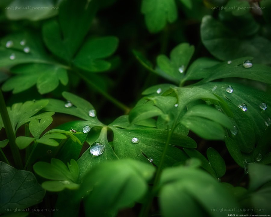 Dew drops on green leaves