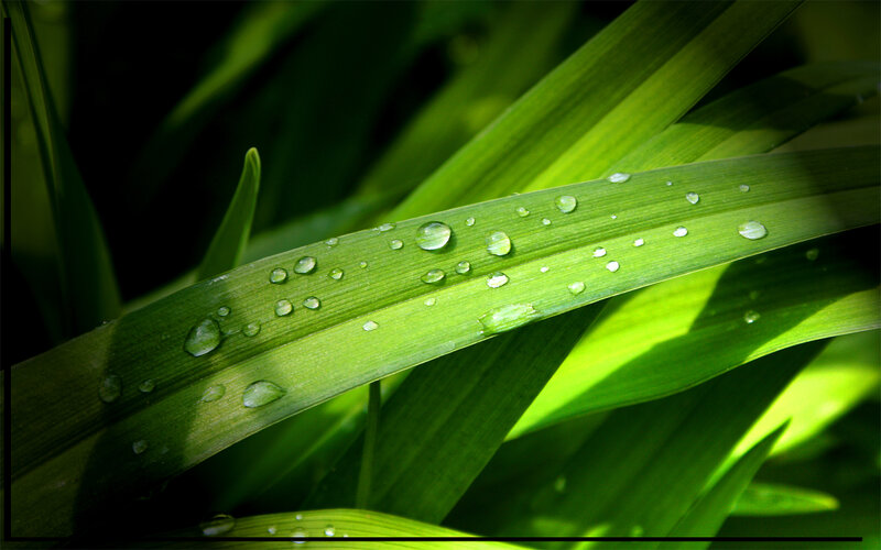Dew drops on green leaves