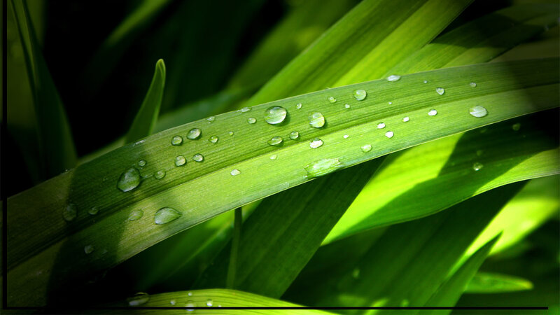 Dew drops on green leaves