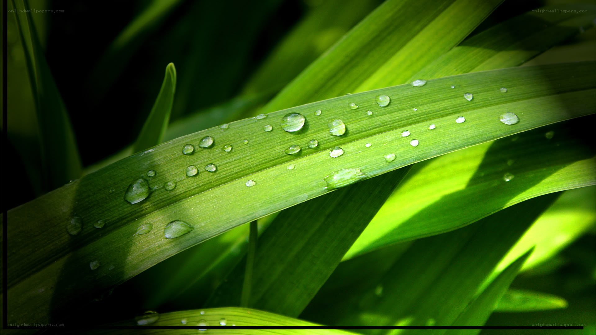 Dew drops on green leaves