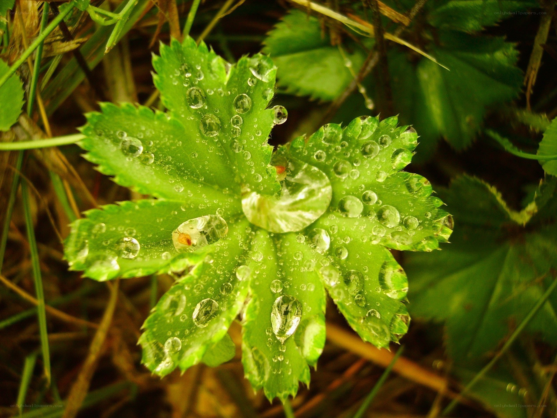 Dew drops on green leaves