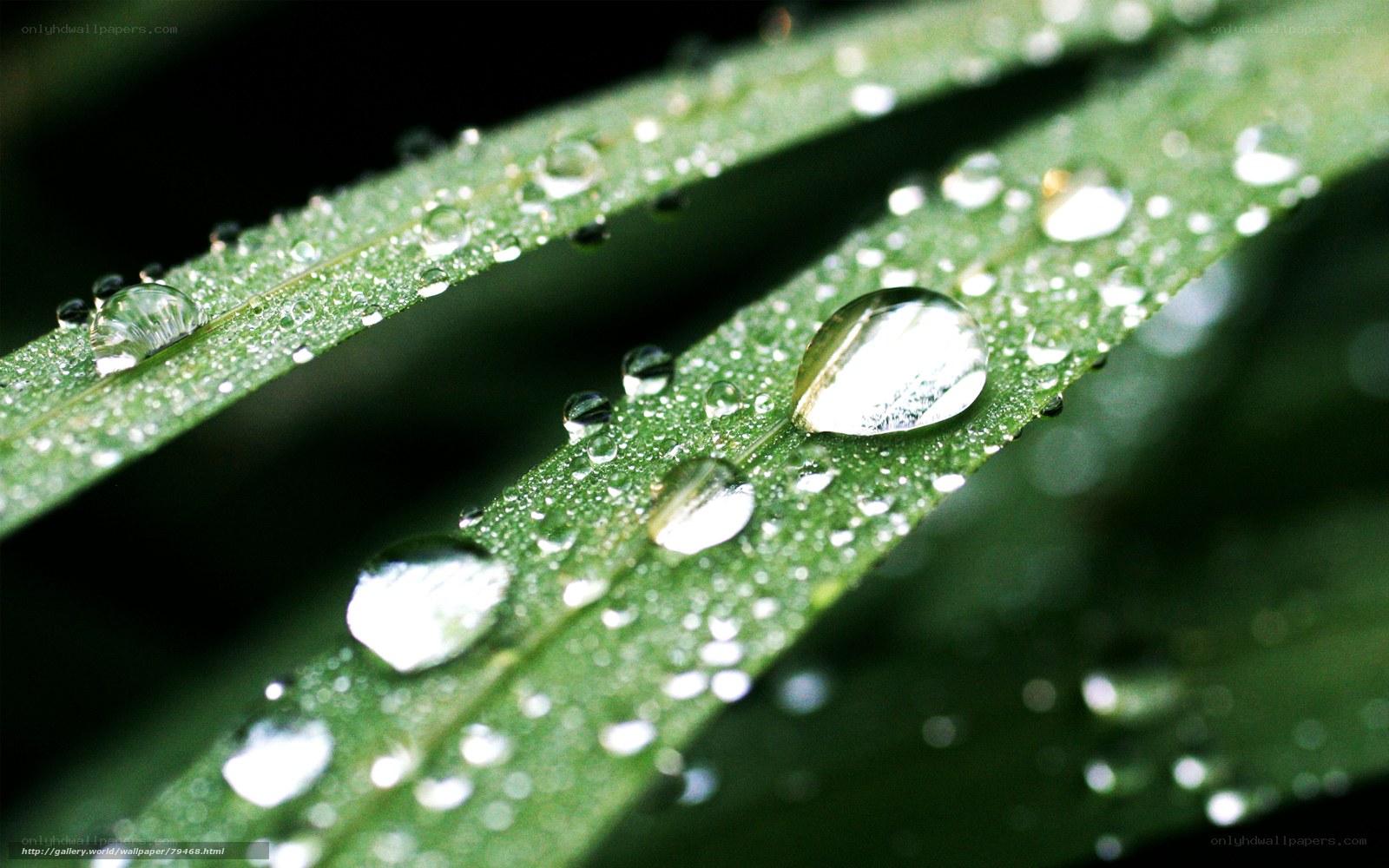 Dew drops on green leaves