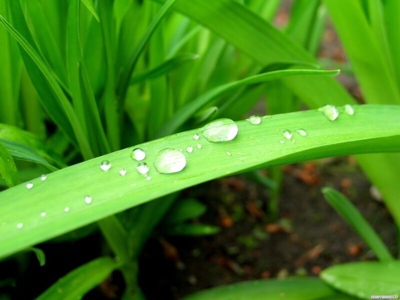 Dew drops on green leaves