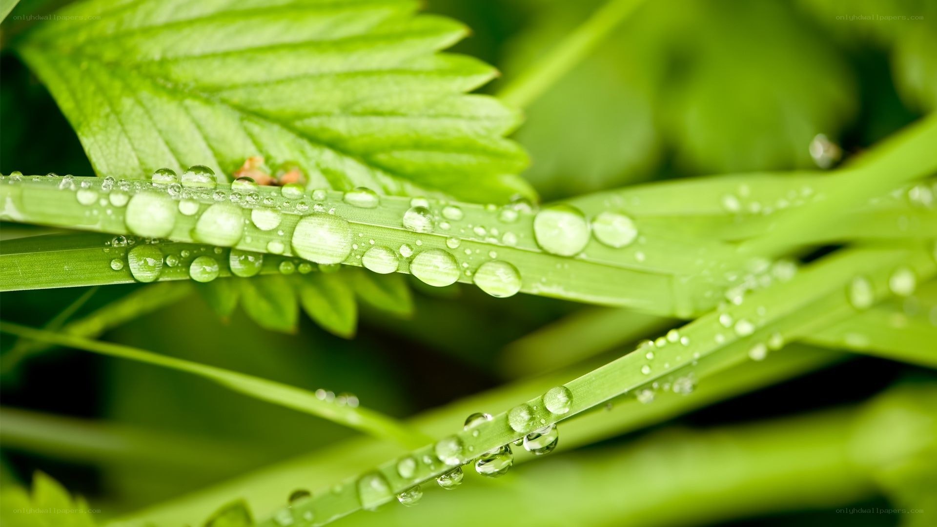 Dew drops on green leaves