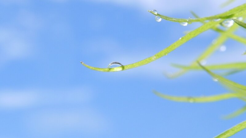 Dew drops on green leaves