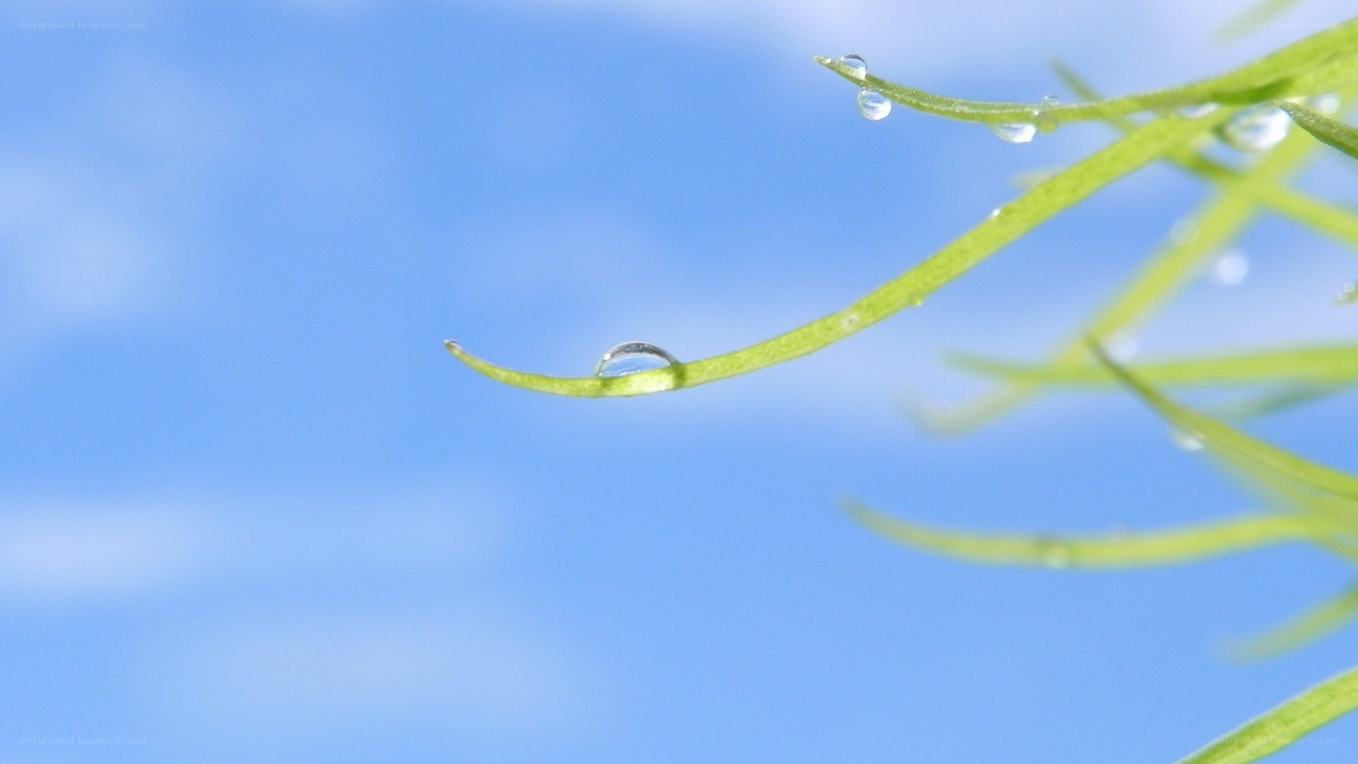 Dew drops on green leaves
