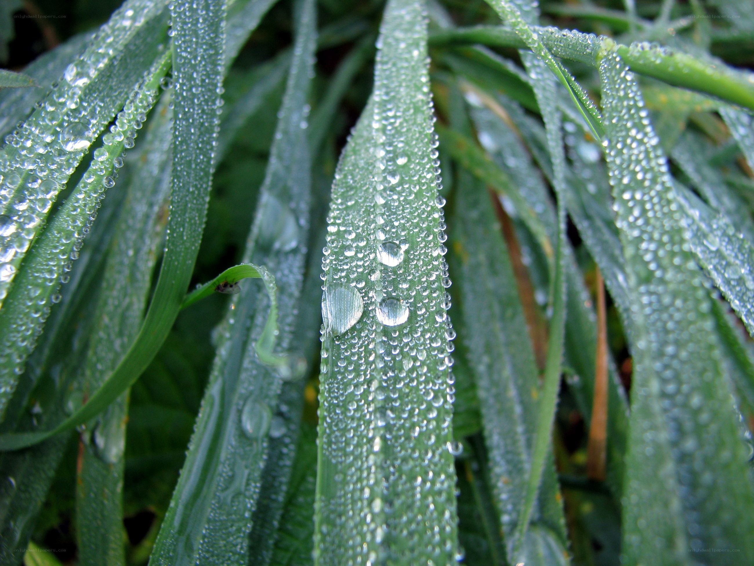 Dew drops on green leaves
