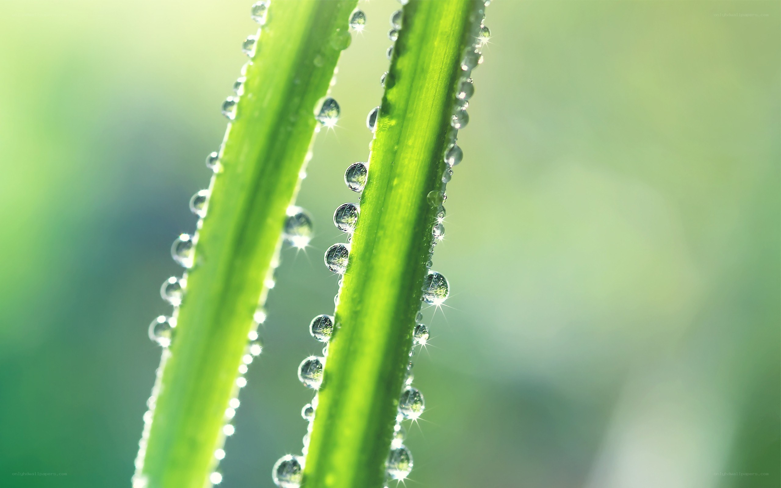 Dew drops on green leaves