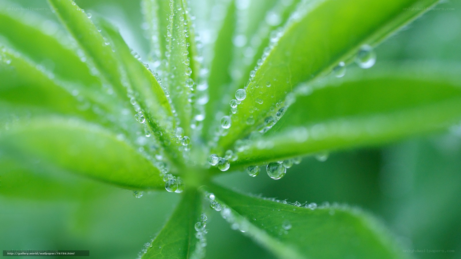 Dew drops on green leaves