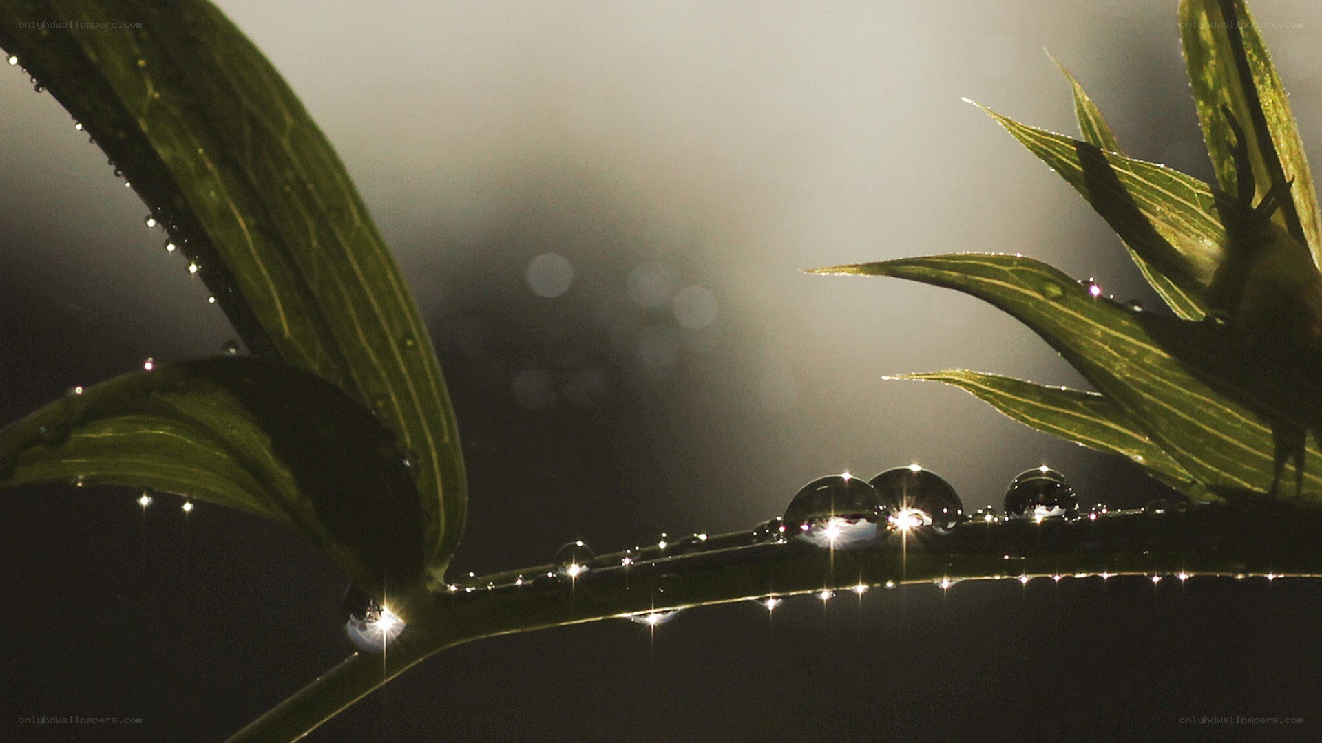 Dew drops on green leaves