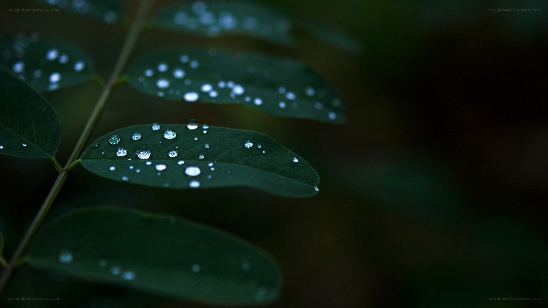 Dew drops on green leaves