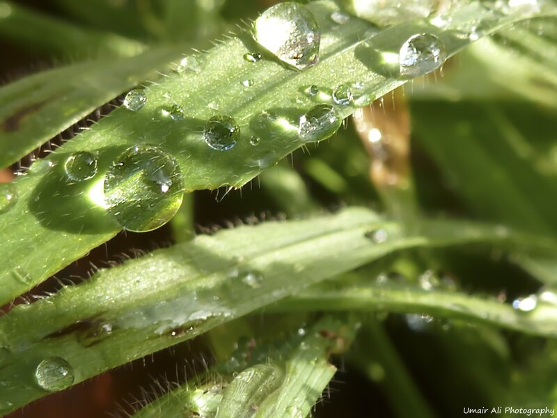 Dew drops on green leaves