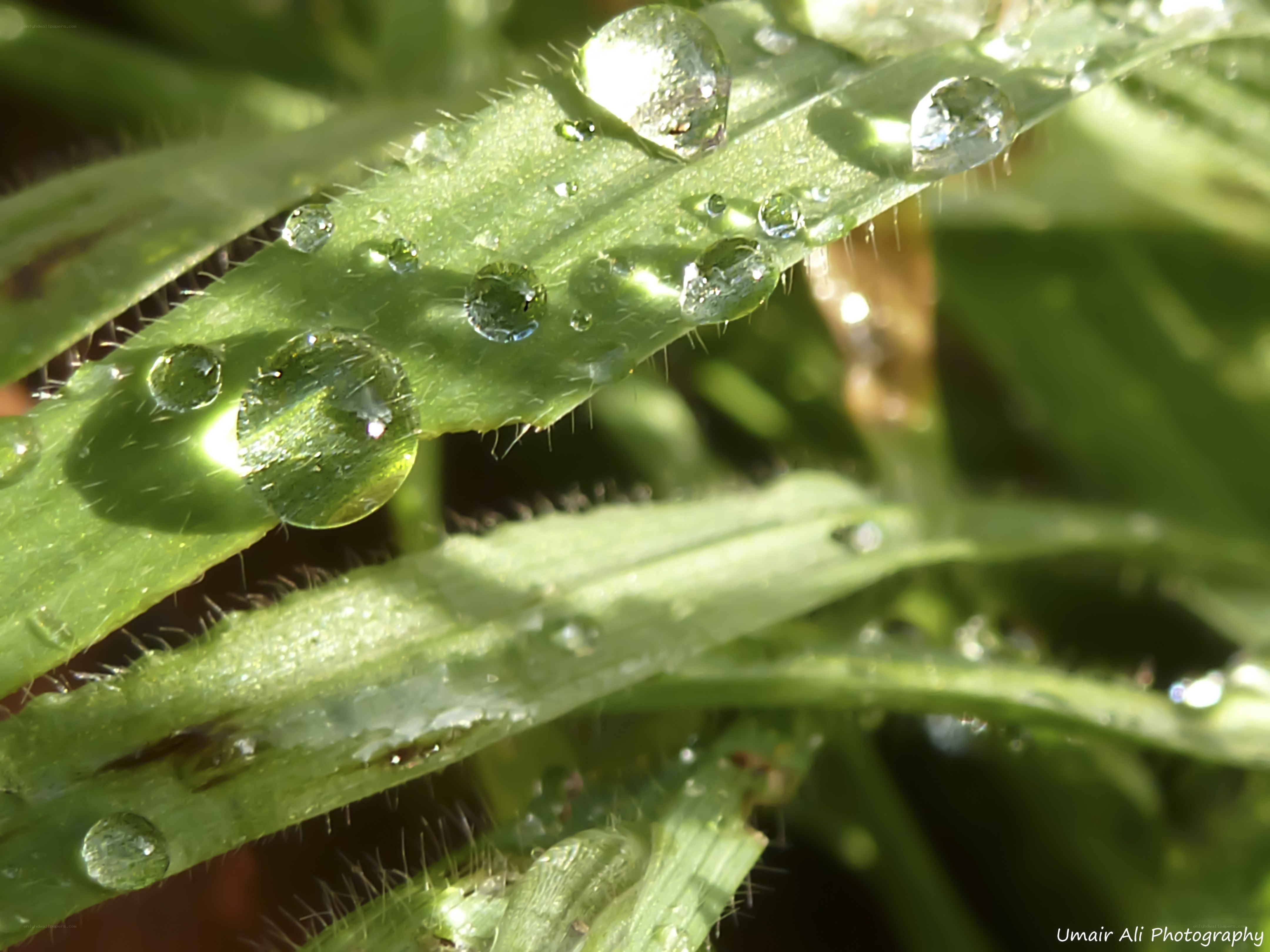 Dew drops on green leaves