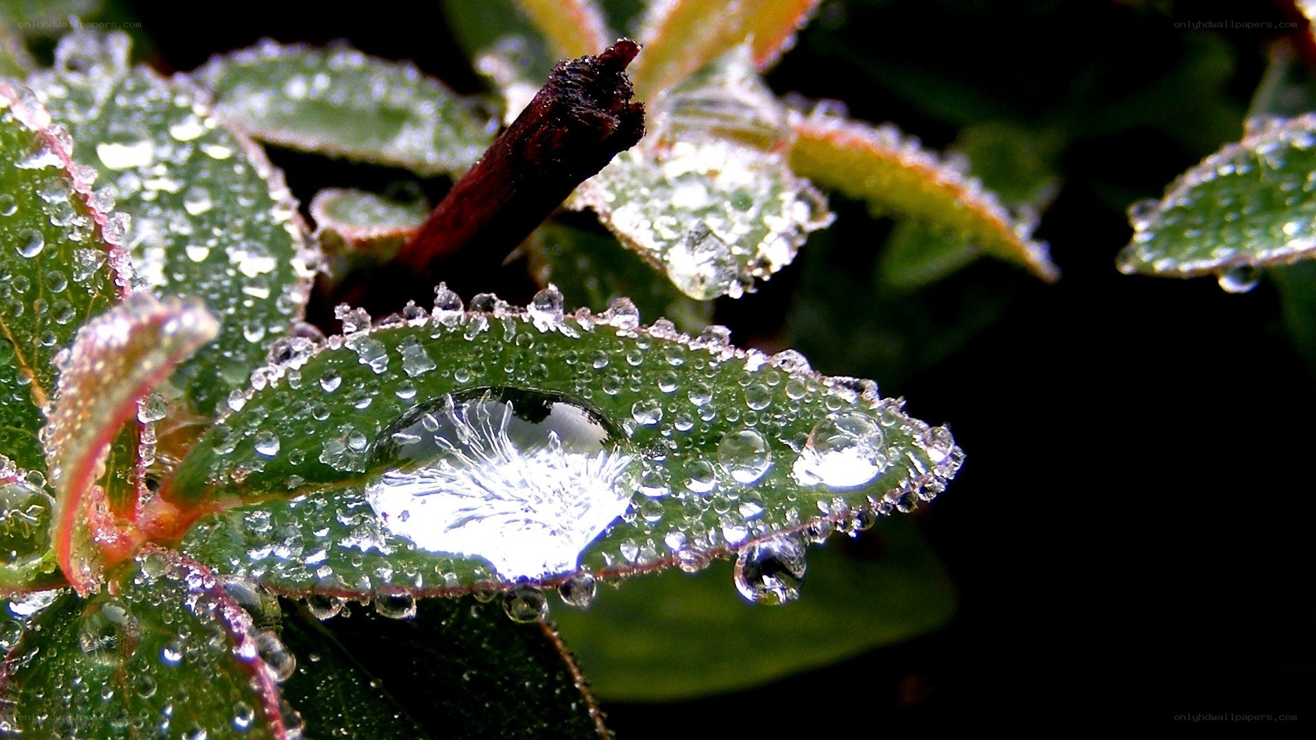 Dew drops on green leaves