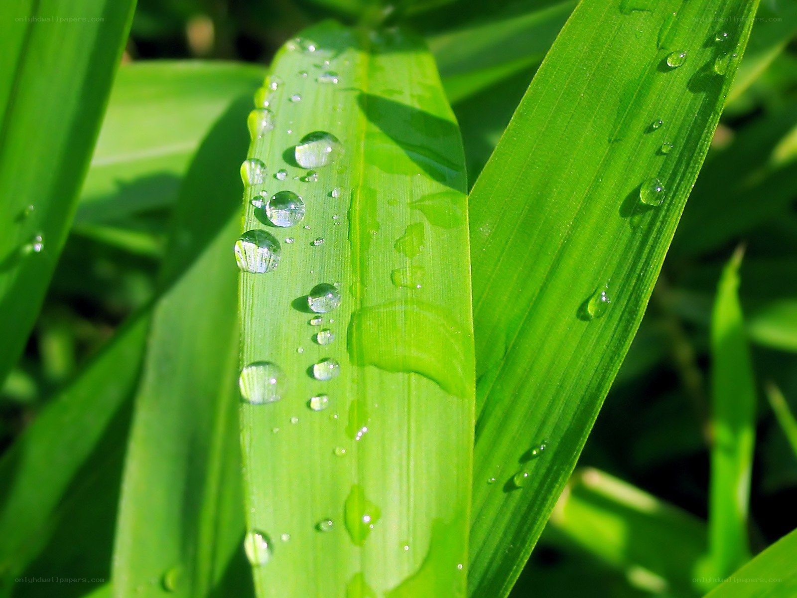 Dew drops on green leaves