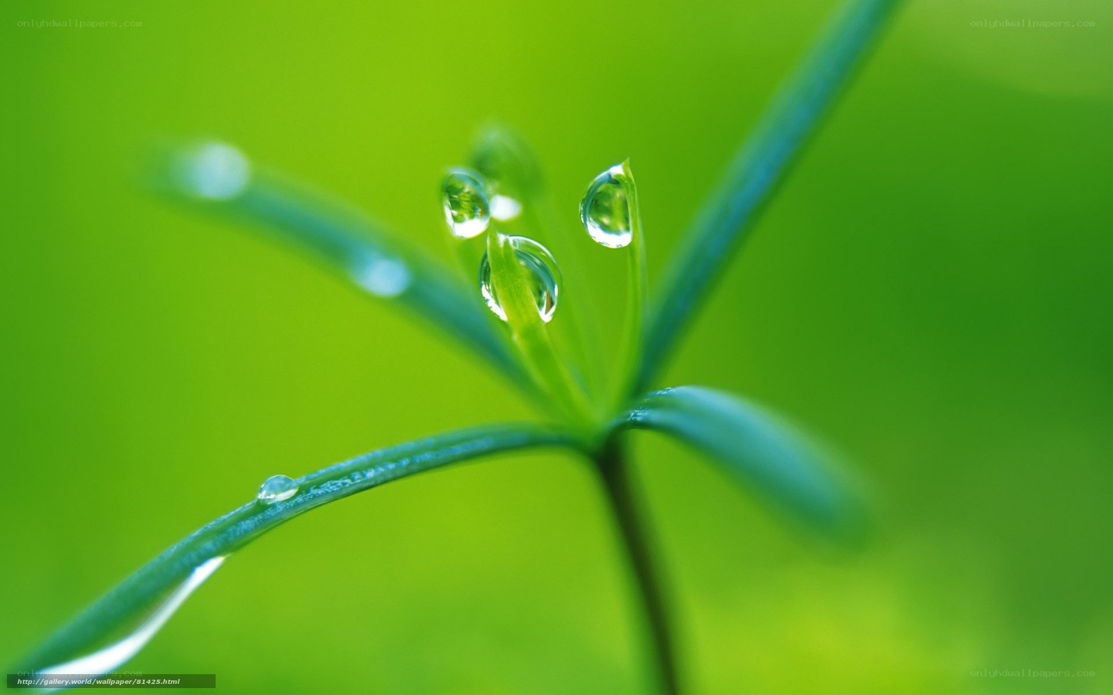 Dew drops on green leaves