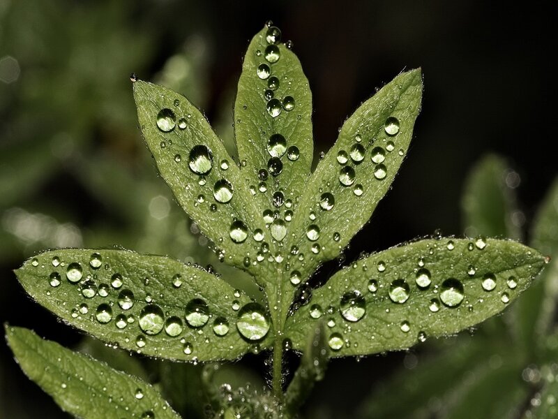 Dew drops on green leaves