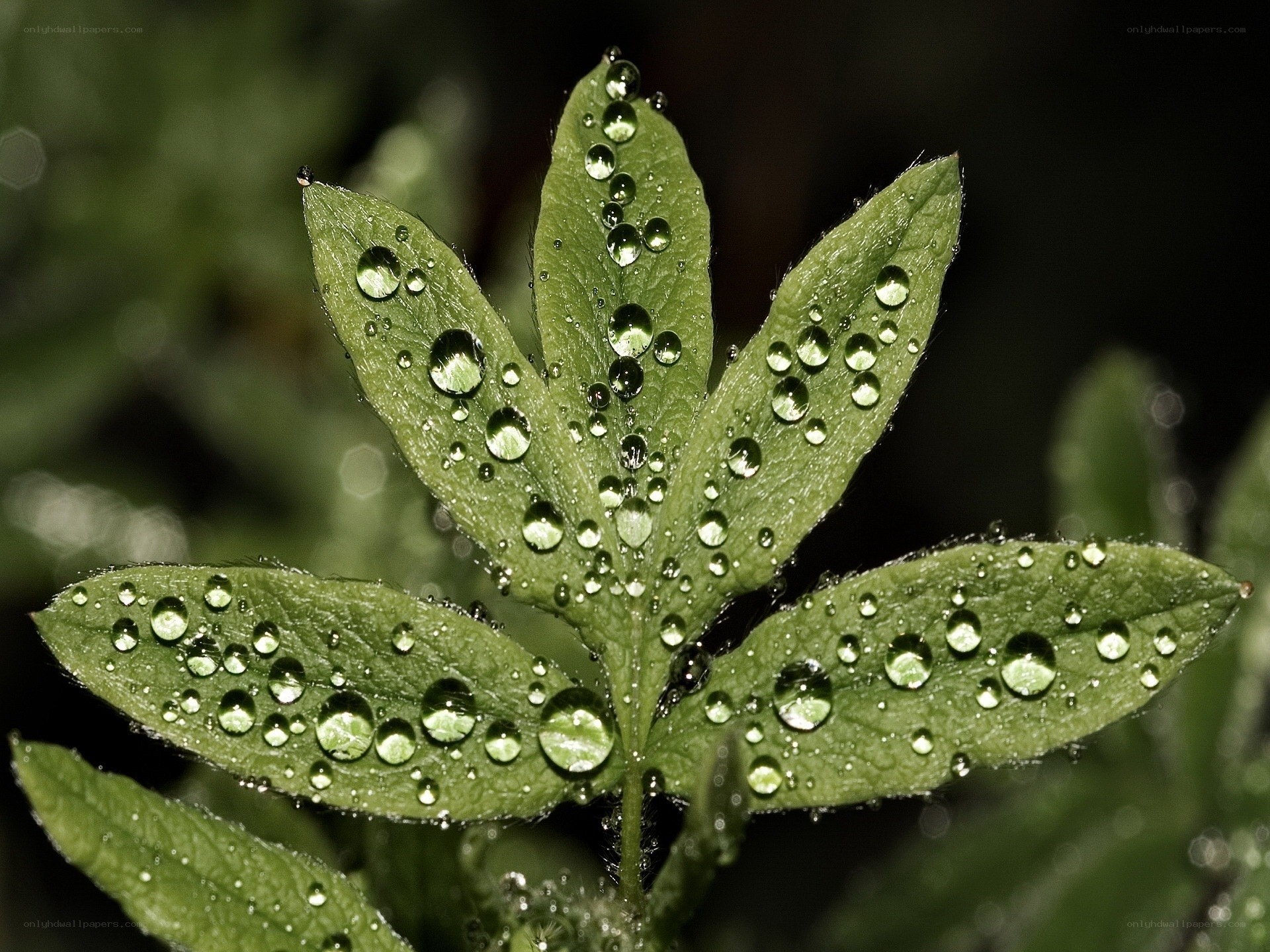 Dew drops on green leaves