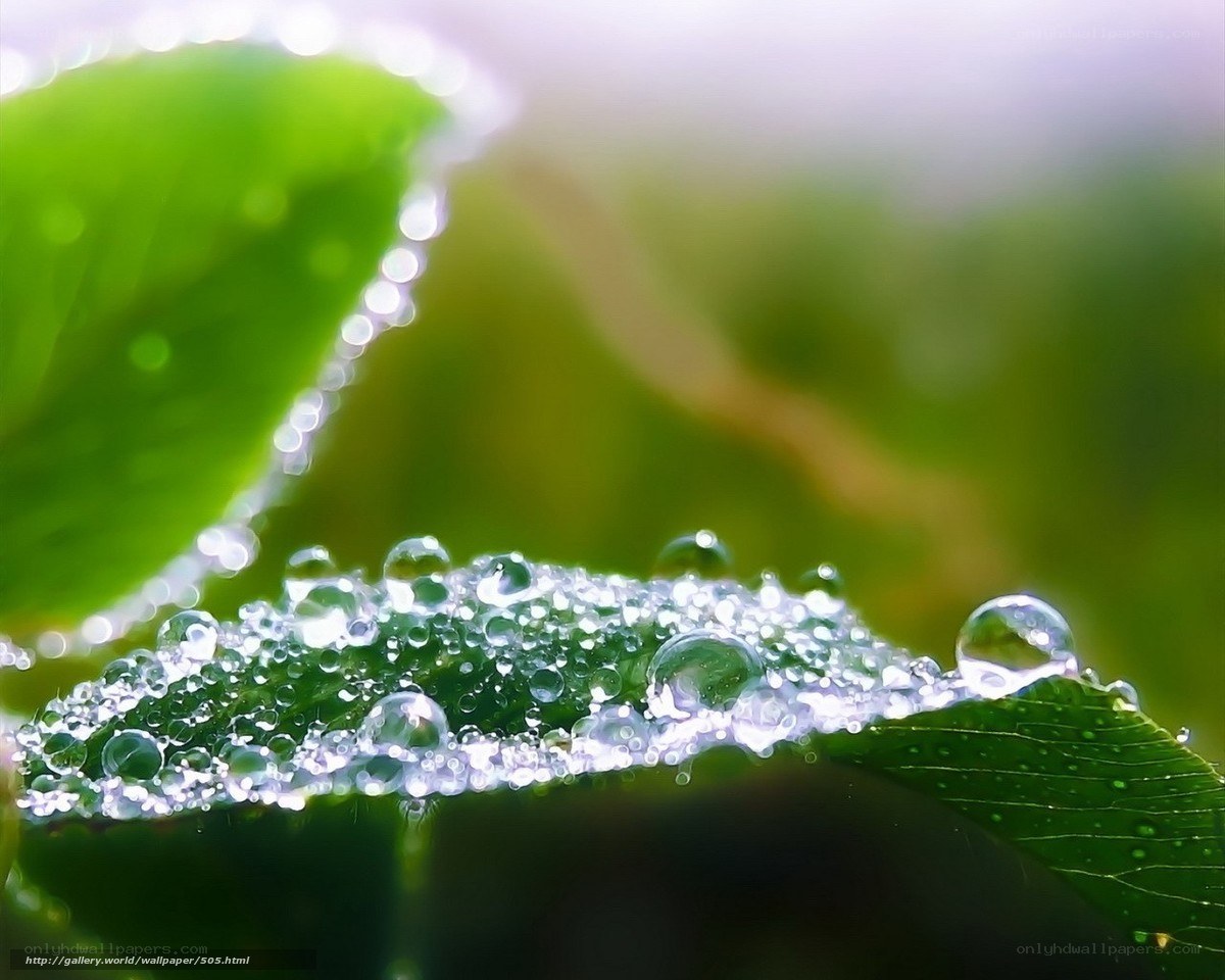 Dew drops on green leaves