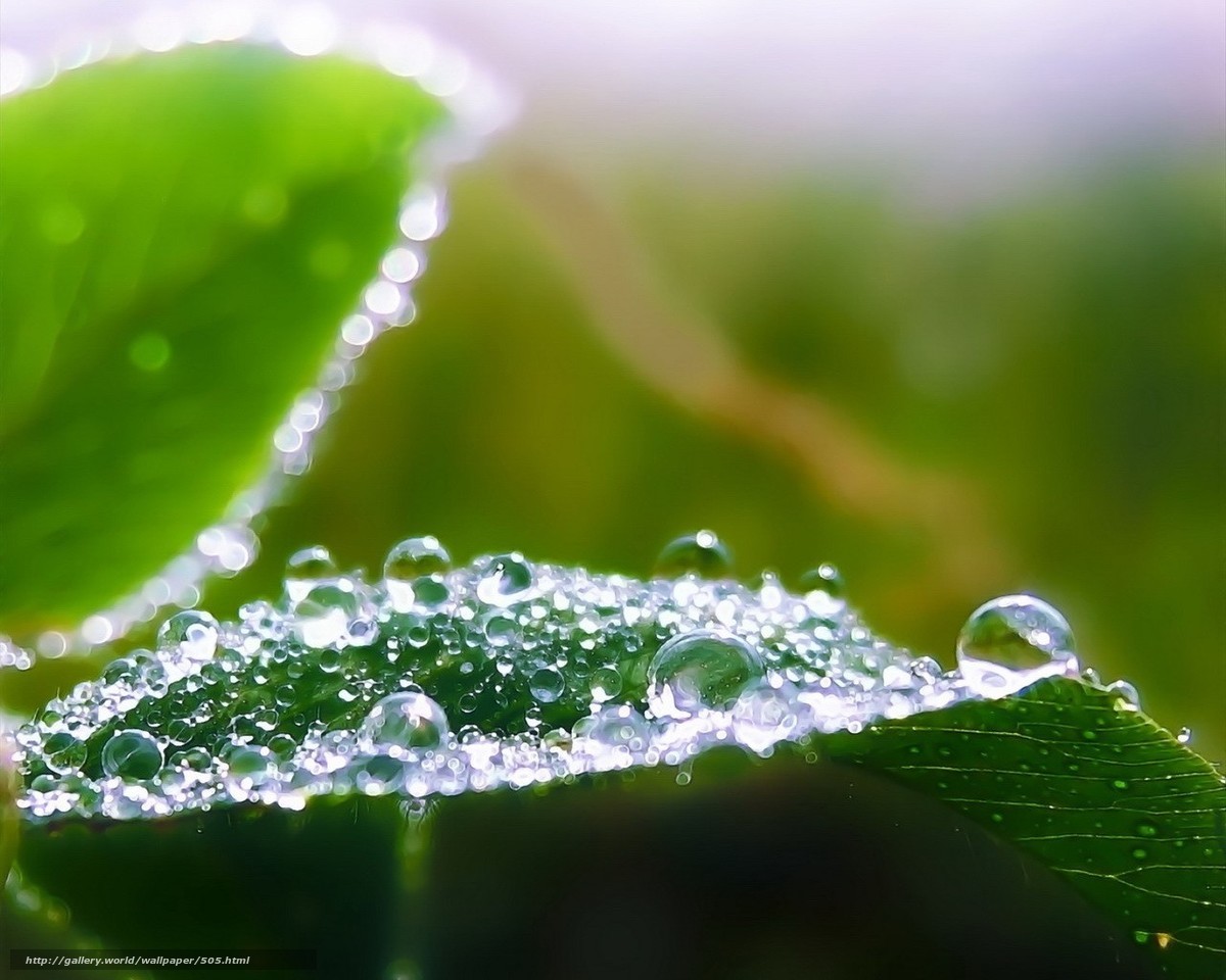 Dew drops on green leaves