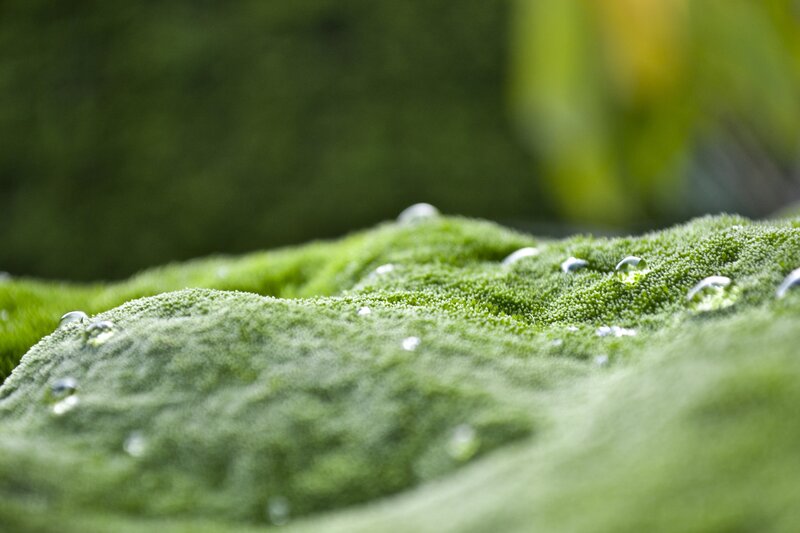 Dew drops on green moss