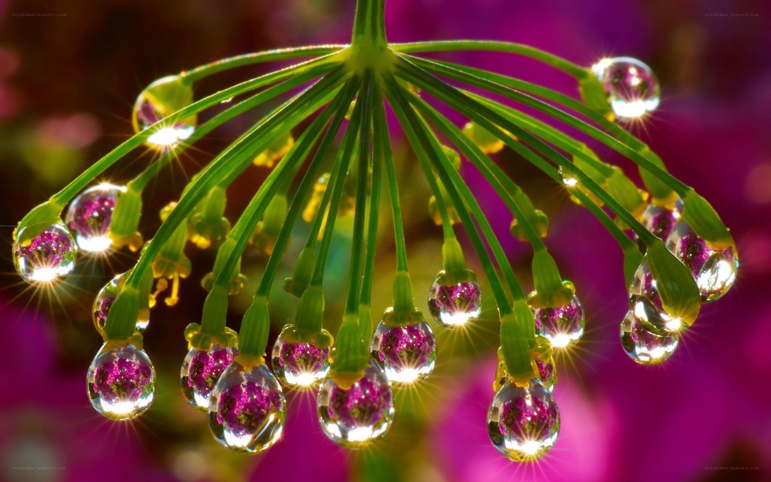 Dew drops on green plant